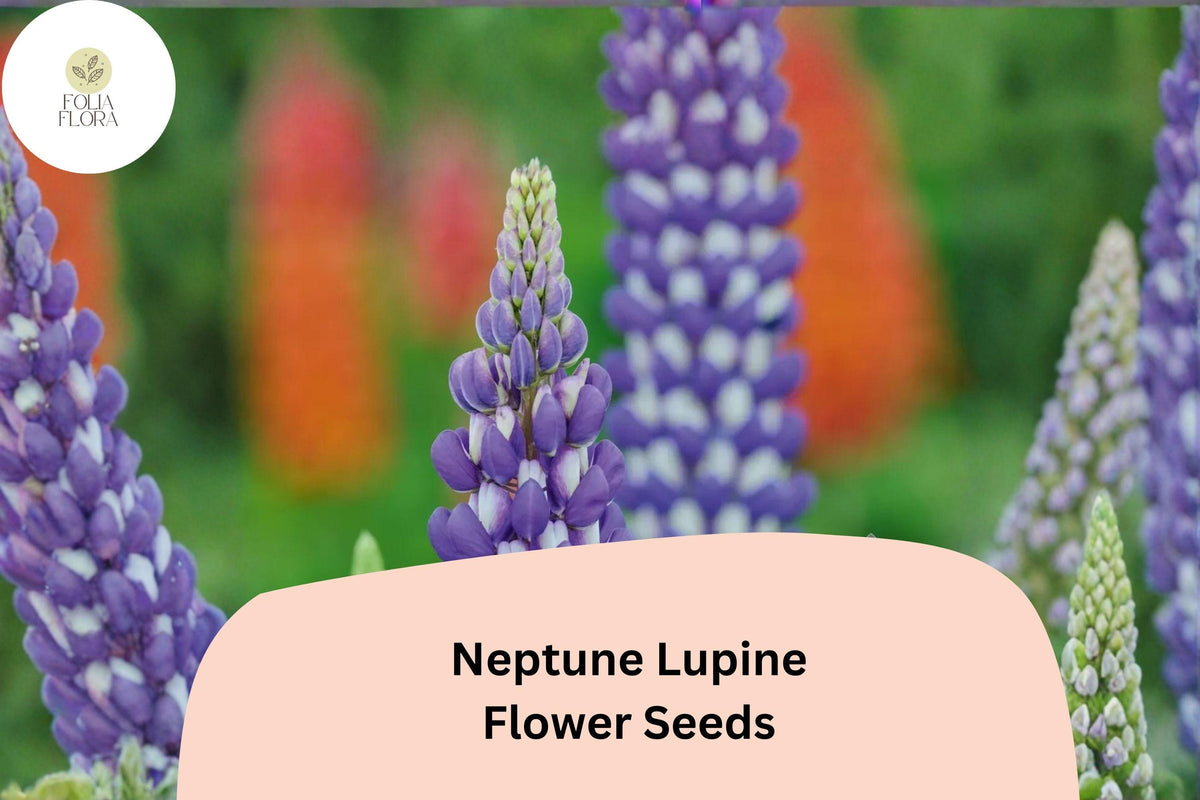 25 Neptune Lupine Seeds - Purple Lupinus Variety for Spring Garden Planting