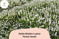 25 Noble Maiden Lupine Seeds - White Lupinus Flower Seeds for Spring Garden Planting
