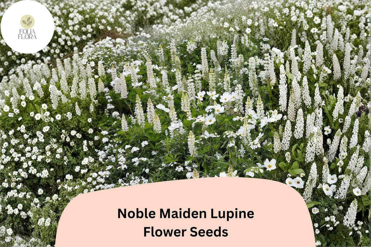 25 Noble Maiden Lupine Seeds - White Lupinus Flower Seeds for Spring Garden Planting