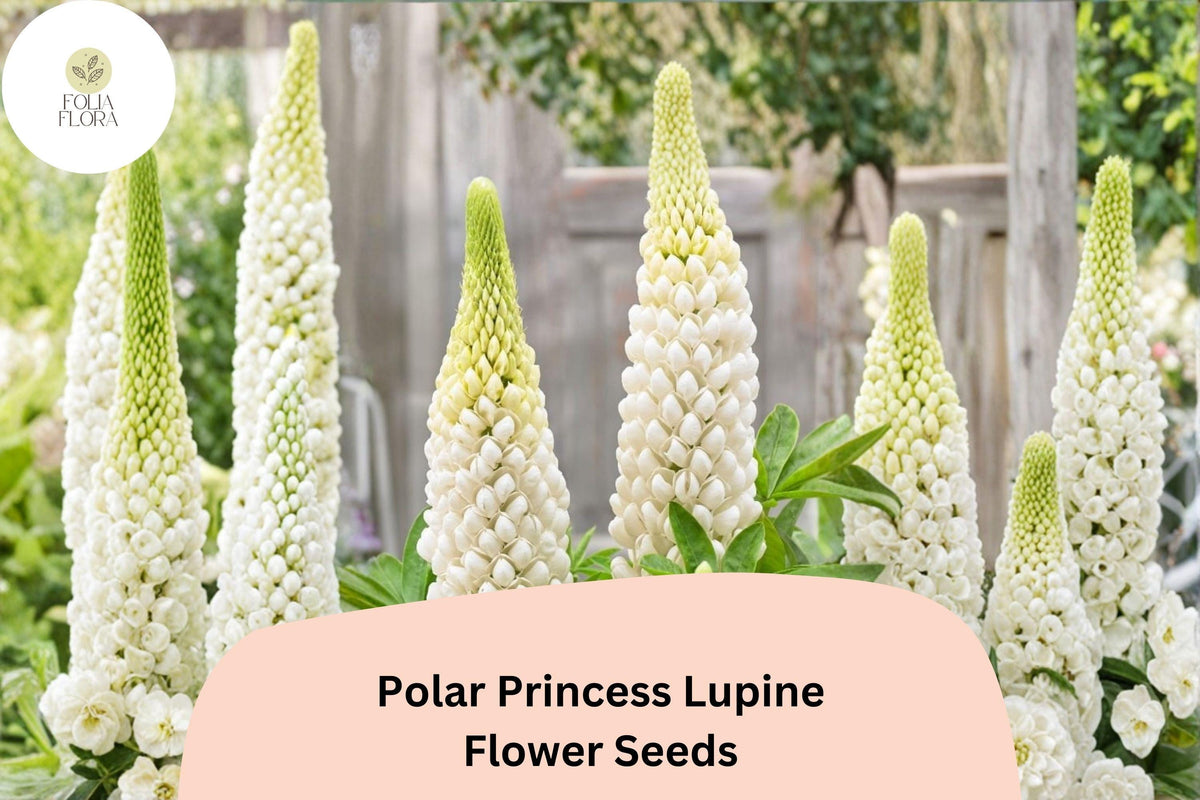 25 Polar Princess Lupine Seeds - White Lupinus Flower Seeds for Garden Planting