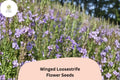 3000 Winged Loosestrife Seeds for Planting - Lythrum alatum Native Wildflower Purple Blooms