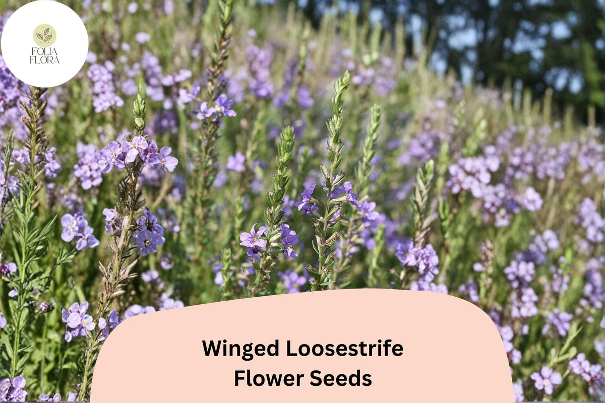 3000 Winged Loosestrife Seeds for Planting - Lythrum alatum Native Wildflower Purple Blooms