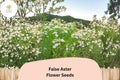 500 False Aster Seeds - Boltonia asteroides Native White Wildflower