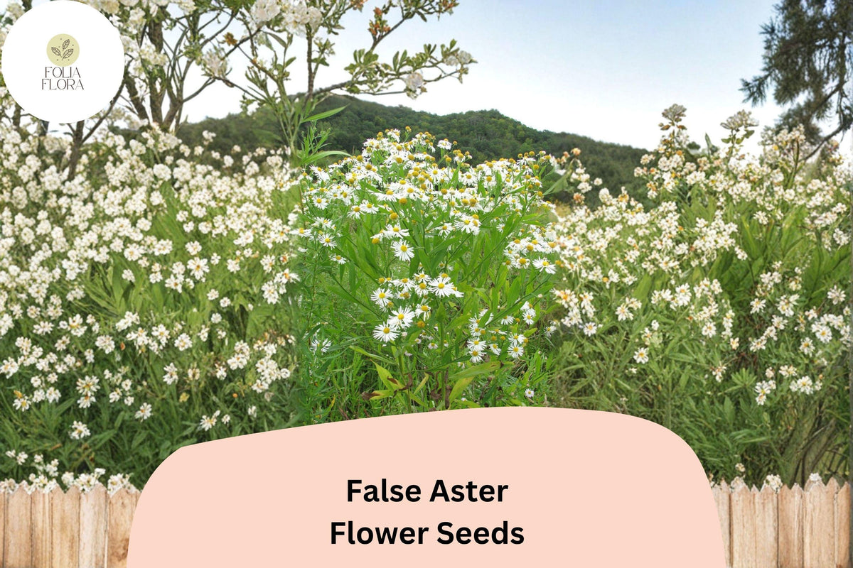 500 False Aster Seeds - Boltonia asteroides Native White Wildflower