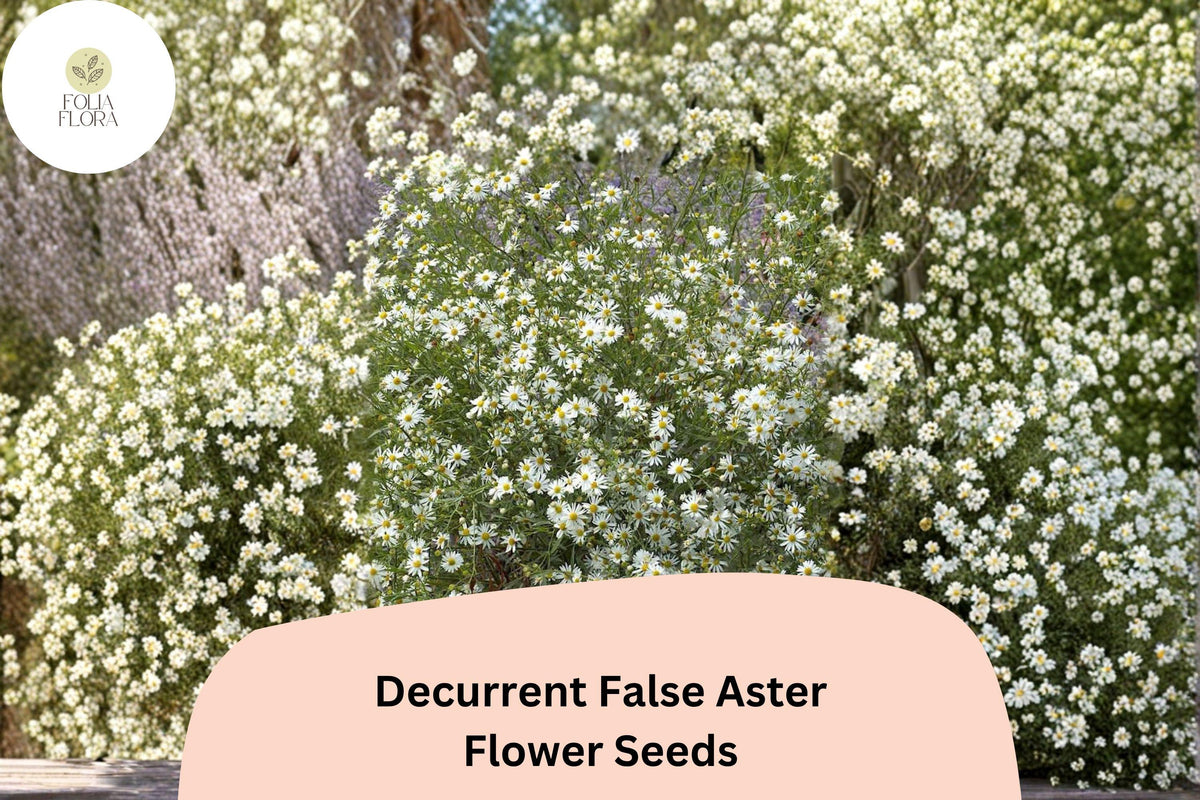 500 Decurrent False Aster Seeds - Boltonia decurrens Native Wetland Wildflower White Blooms