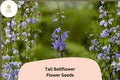 500 Tall Bellflower Seeds - Campanulastrum americanum Native Blue Wildflower for Shade