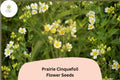 500 Prairie Cinquefoil Seeds - Drymocallis arguta Native White Wildflower for Pollinator Gardens