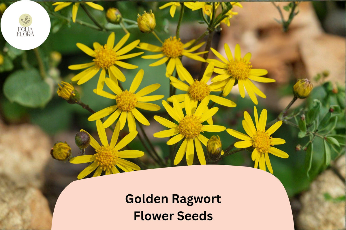 100 Golden Ragwort Seeds - Packera aurea Native Yellow Wildflower Shade Perennial