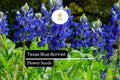 25 Texas Bluebonnet Lupine Seeds - Lupinus texensis Blue Wildflower for Planting