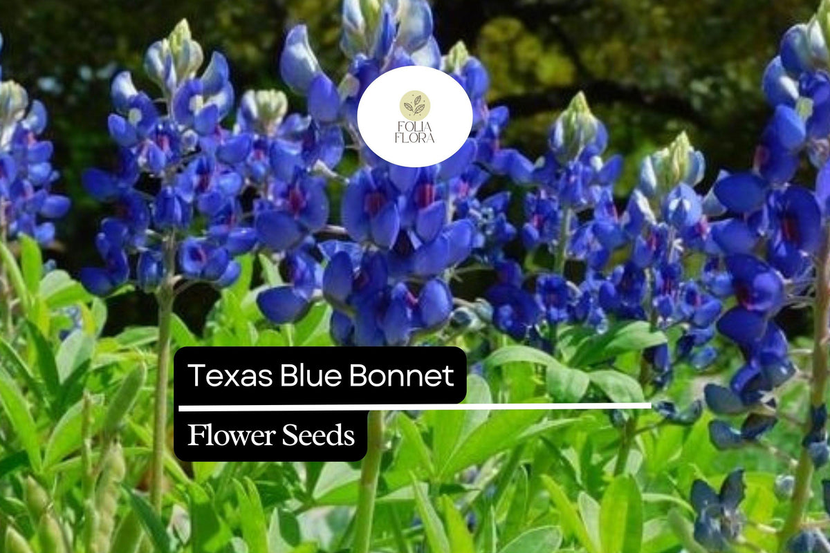 25 Texas Bluebonnet Lupine Seeds - Lupinus texensis Blue Wildflower for Planting