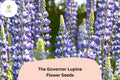 The Governor Lupine Seeds - 25 Deep Blue and White Spiked Blooms (Lupinus)