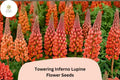 25 Towering Inferno Lupine Seeds - Fiery Red-Orange Tall Flower Spikes for Garden Planting