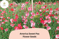 50 America Sweet Pea Seeds for Planting | Lathyrus odoratus | Red & White Bicolor Flowers