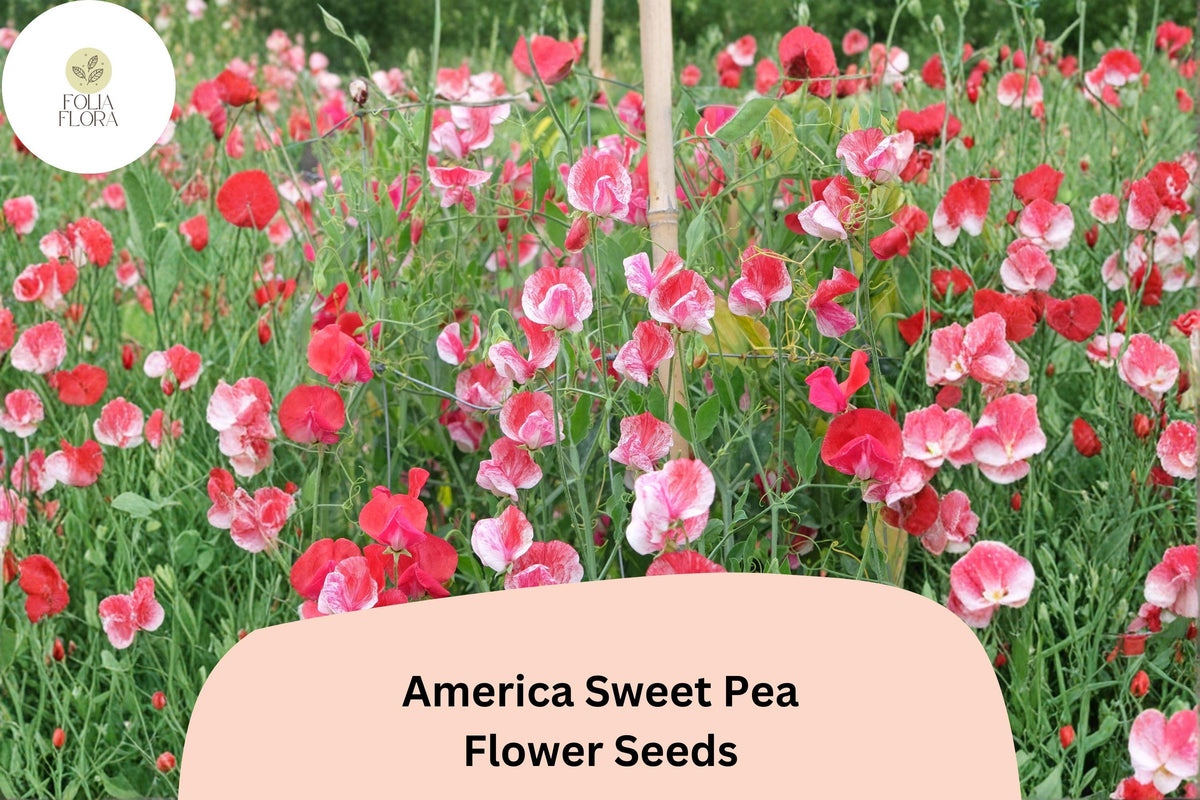 50 America Sweet Pea Seeds for Planting | Lathyrus odoratus | Red & White Bicolor Flowers