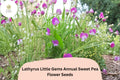 50 Little Gems Sweet Pea Seeds - Dwarf Lathyrus odoratus for Containers