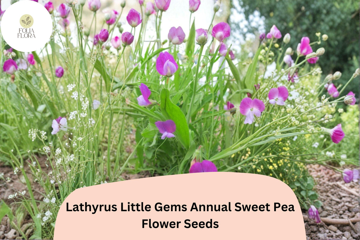 50 Little Gems Sweet Pea Seeds - Dwarf Lathyrus odoratus for Containers