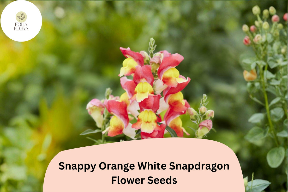 1000 Snappy Orange White Snapdragon Seeds | Antirrhinum majus Bicolor Blooms