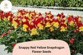 1000 Snappy Red Yellow Snapdragon Seeds | Antirrhinum majus Bicolor Flowers