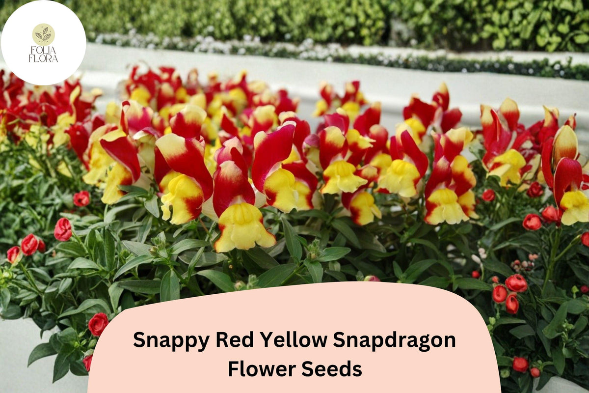 1000 Snappy Red Yellow Snapdragon Seeds | Antirrhinum majus Bicolor Flowers