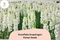 1000 Snowflake Snapdragon Seeds - Pure White Antirrhinum majus for Beds, Borders & Pots