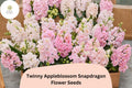 1000 Twinny Appleblossom Snapdragon Seeds – Antirrhinum majus Soft Pink & Cream Double Blooms