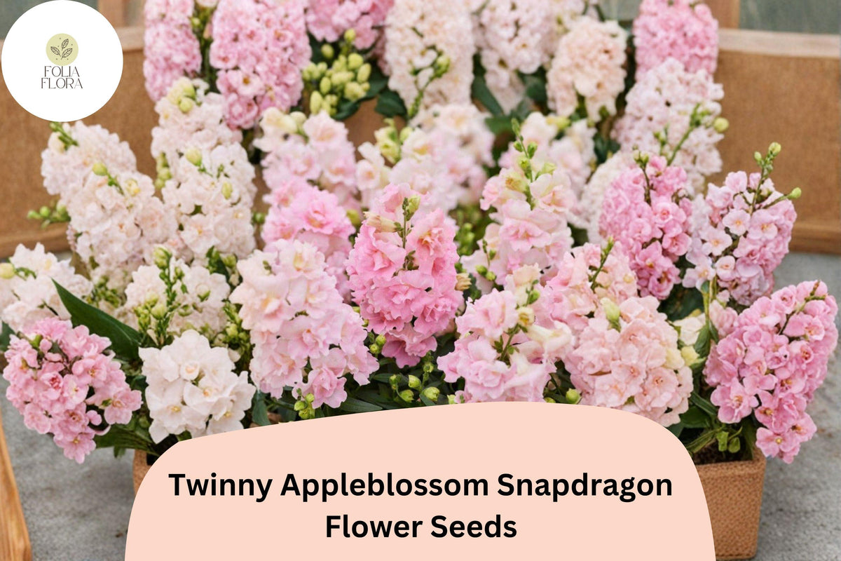 1000 Twinny Appleblossom Snapdragon Seeds – Antirrhinum majus Soft Pink & Cream Double Blooms