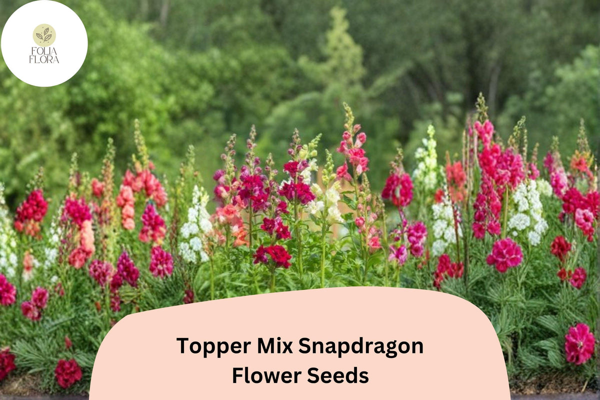 1000 Topper Mix Snapdragon Seeds – Antirrhinum majus for Colorful Borders & Cut Flowers