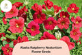 50 Alaska Raspberry Nasturtium Seeds | Tropaeolum majus | Bright Raspberry Flowers & Variegated Foliage