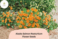 50 Alaska Salmon Nasturtium Seeds – Tropaeolum majus with Salmon Orange Flowers & Variegated Foliage