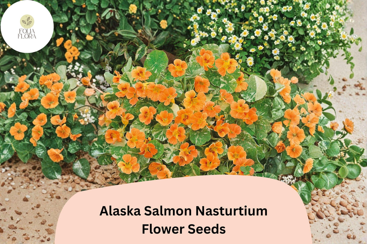 50 Alaska Salmon Nasturtium Seeds – Tropaeolum majus with Salmon Orange Flowers & Variegated Foliage