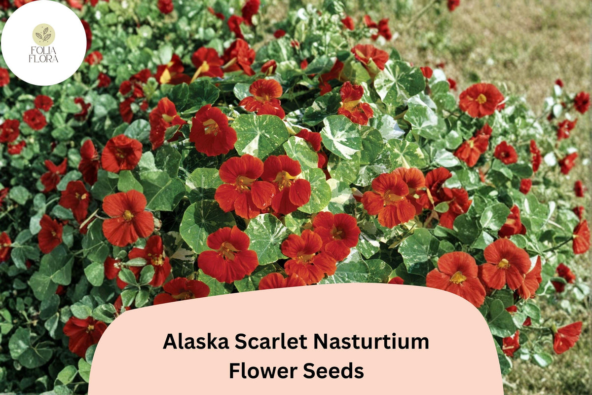50 Alaska Scarlet Nasturtium Seeds | Tropaeolum majus | Red Flowers & Variegated Foliage