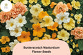 50 Butterscotch Nasturtium Seeds – Tropaeolum majus – Warm Yellow Blooms for Gardens & Containers