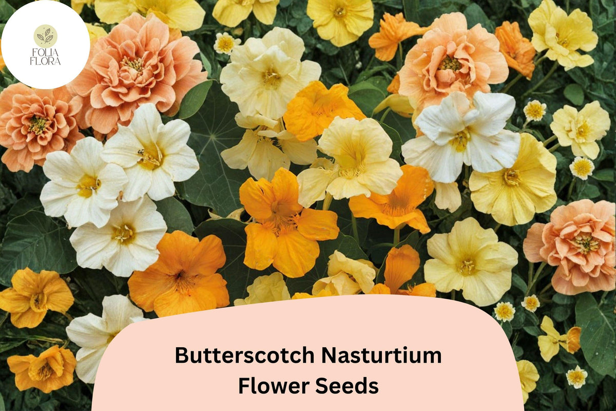50 Butterscotch Nasturtium Seeds – Tropaeolum majus – Warm Yellow Blooms for Gardens & Containers