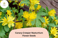 50 Canary Creeper Nasturtium Seeds - Tropaeolum peregrinum Yellow Climbing Vine Flower