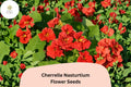 50 Cherrelle Nasturtium Seeds - Tropaeolum majus Red-Orange Bicolor Blooms