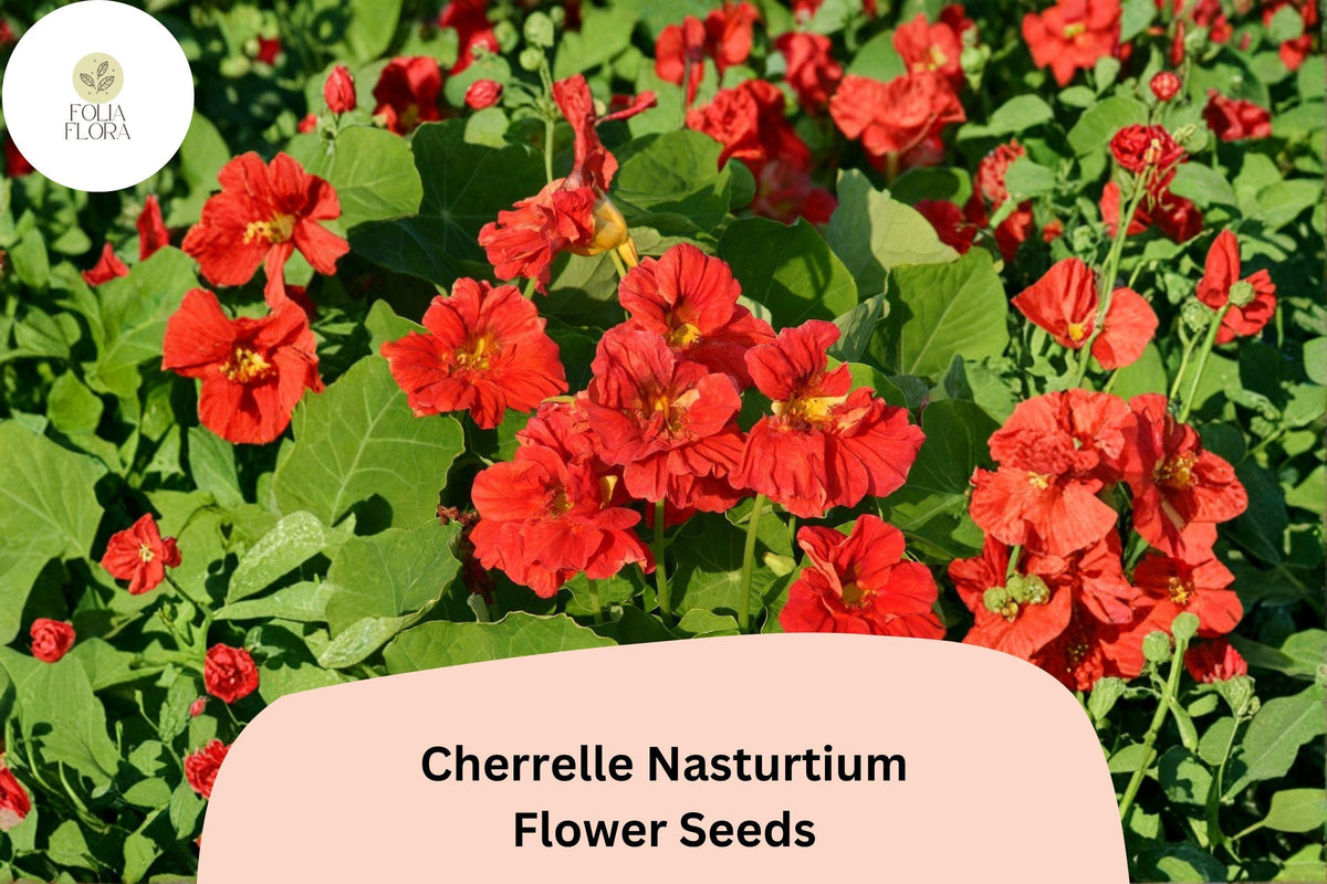 50 Cherrelle Nasturtium Seeds - Tropaeolum majus Red-Orange Bicolor Blooms