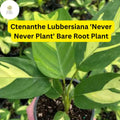 Ctenanthe lubbersiana 'Never Never Plant' - 1 Bare Root Live Variegated Houseplant