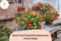 50 Dwarf Tom Thumb Mix Nasturtium Seeds | Tropaeolum majus | Compact Colorful Annual