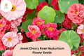 50 Jewel Cherry Rose Nasturtium Seeds | Tropaeolum majus | Bright Pink-Red Blooms
