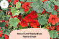 50 Indian Chief Nasturtium Seeds - Deep Red Blooms, Tropaeolum majus Annual