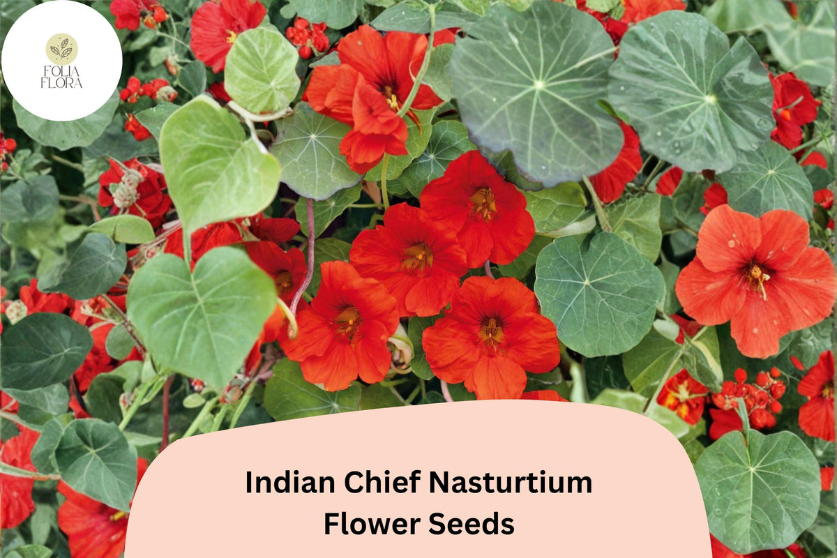 50 Indian Chief Nasturtium Seeds - Deep Red Blooms, Tropaeolum majus Annual