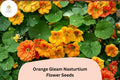 50 Orange Gleam Nasturtium Seeds – Bright Blooms, Easy to Grow