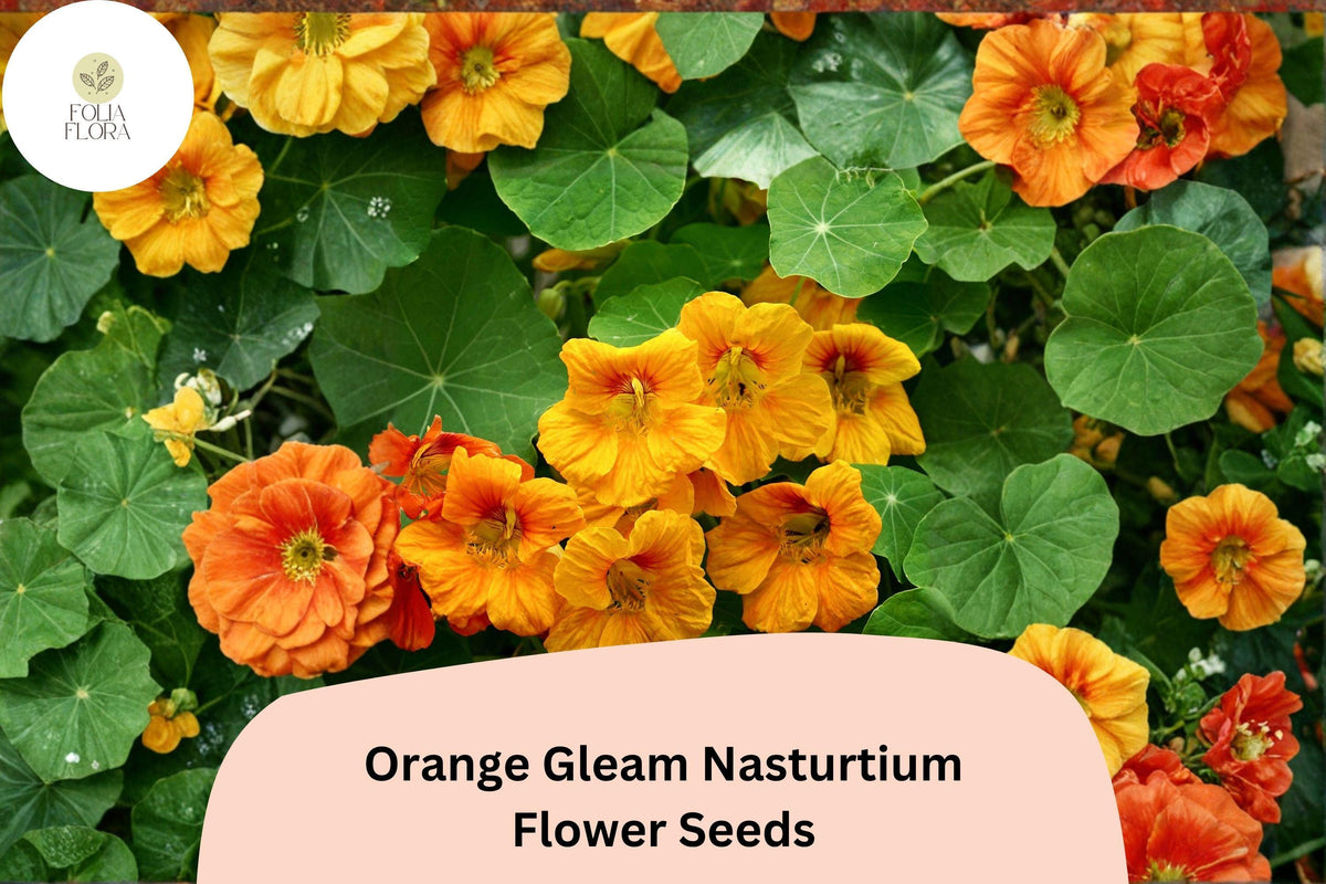 50 Orange Gleam Nasturtium Seeds – Bright Blooms, Easy to Grow