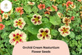 50 Orchid Cream Nasturtium Seeds | Tropaeolum majus | Soft Cream & Pink Blooms
