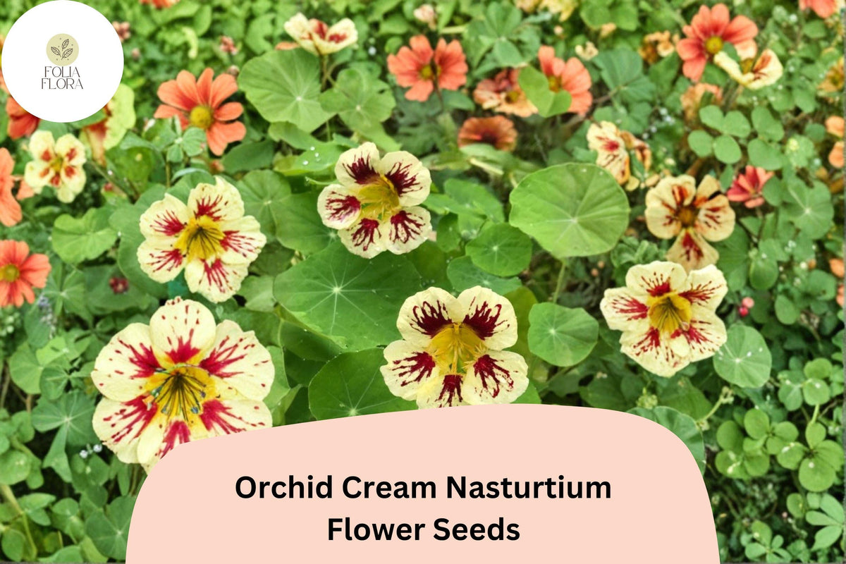 50 Orchid Cream Nasturtium Seeds | Tropaeolum majus | Soft Cream & Pink Blooms
