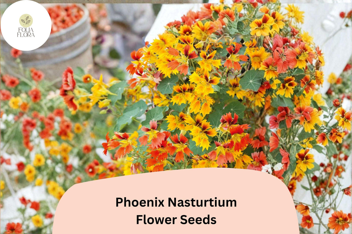 50 Phoenix Nasturtium Seeds - Tropaeolum majus Frilled Red-Orange Blooms Climbing Annual