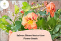 50 Salmon Gleam Nasturtium Seeds | Tropaeolum majus | Vibrant Salmon-Orange Blooms