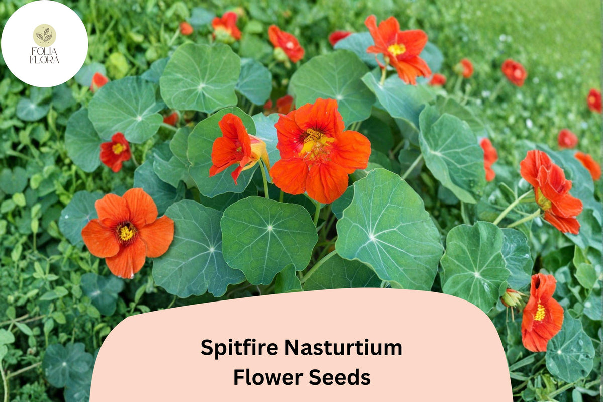 50 Spitfire Nasturtium Seeds - Tropaeolum majus Fiery Red-Orange Trailing Annual Flower
