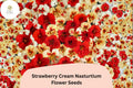 50 Strawberry Cream Nasturtium Seeds | Tropaeolum majus | Creamy Pink-Red Blooms
