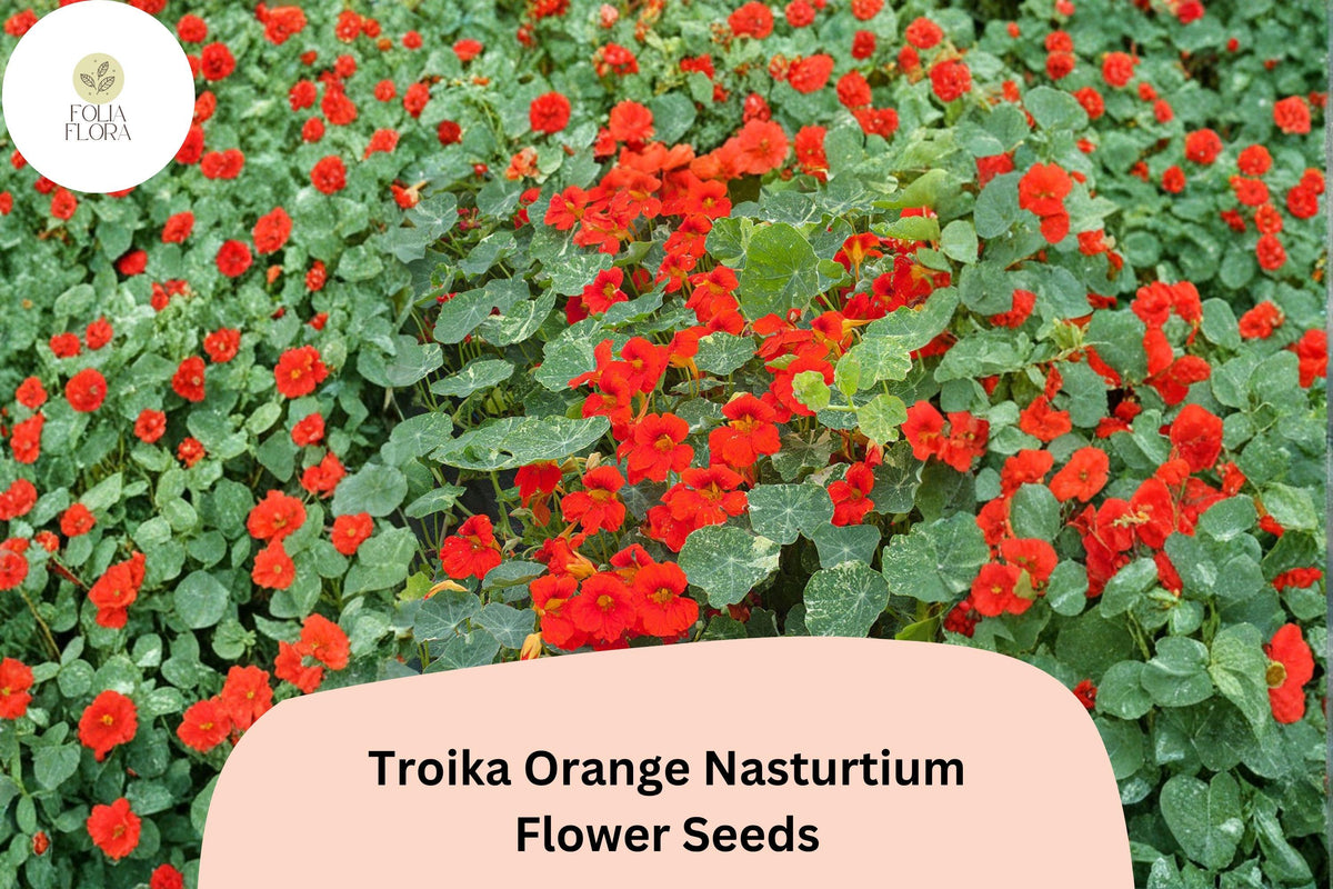 50 Troika Orange Nasturtium Seeds | Tropaeolum majus | Bright Orange Trailing Annual